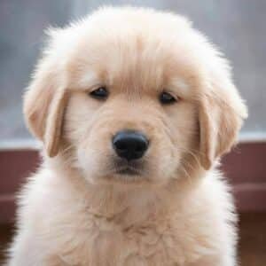 Precio de golden retriever